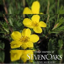 Attēlu rezultāti vaicājumam “Pentaphylloides fruticosa flower”