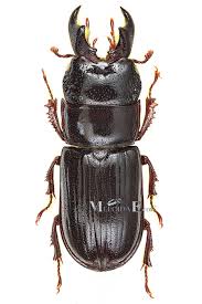 Attēlu rezultāti vaicājumam “Ceruchus chrysomelinus larva”