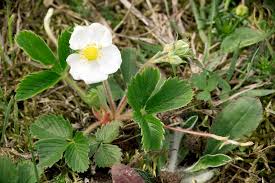 Attēlu rezultāti vaicājumam “Fragaria moschata”