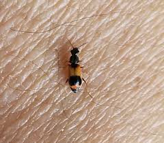 Attēlu rezultāti vaicājumam “Anthocomus fasciatus”