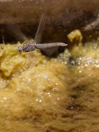 Attēlu rezultāti vaicājumam “Orthetrum brunneum”