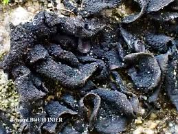 Attēlu rezultāti vaicājumam “Collema flaccidum”