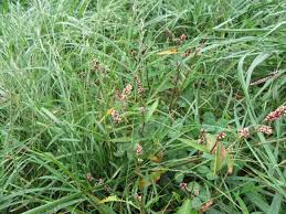 Attēlu rezultāti vaicājumam “Persicaria maculosa leaf”