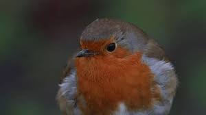 Attēlu rezultāti vaicājumam “Erithacus rubecula adult”