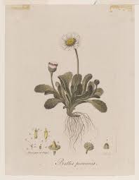 Image result for Bellis perennis