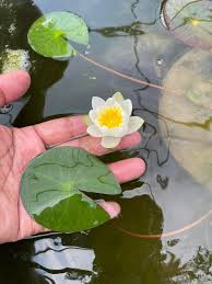 Attēlu rezultāti vaicājumam “Nymphaea candida”