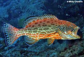 Image result for Mycteroperca venenosa