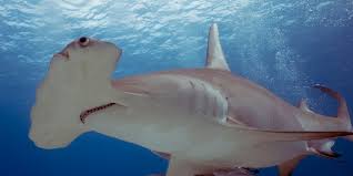 Image result for Sphyrna corona