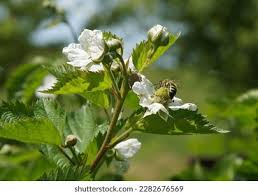 Attēlu rezultāti vaicājumam “Rubus caesius flower”