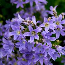 Attēlu rezultāti vaicājumam “Campanula patula fruit”