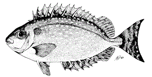Image result for Siganus rivulatus