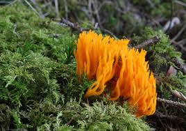 Attēlu rezultāti vaicājumam “Calocera viscosa”