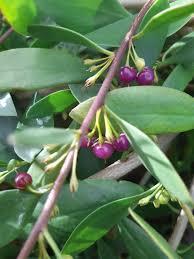 Attēlu rezultāti vaicājumam “Trichophorum alpinum fruit”