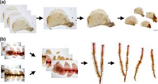 Attēlu rezultāti vaicājumam “Scapania apiculata”