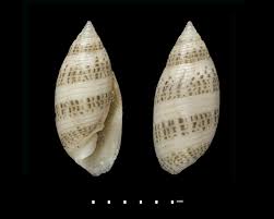 Attēlu rezultāti vaicājumam “Retinia resinella pupa”