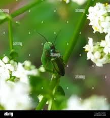 Attēlu rezultāti vaicājumam “Chrysanthia geniculata”
