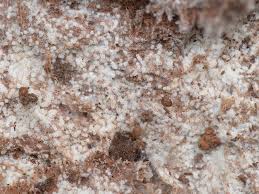 Attēlu rezultāti vaicājumam “Sporophagomyces chrysostomus”