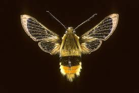 Attēlu rezultāti vaicājumam “Hemaris tityus”