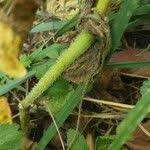 Attēlu rezultāti vaicājumam “Chaerophyllum aromaticum fruit”