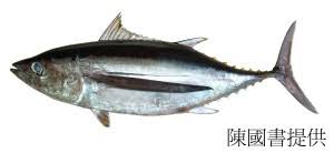 Image result for Thunnus alalunga