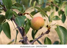 Attēlu rezultāti vaicājumam “Pyrus pyraster fruit”