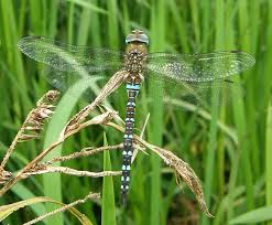 Attēlu rezultāti vaicājumam “Aeshna mixta male”