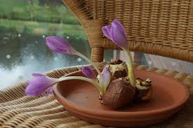 Attēlu rezultāti vaicājumam “Colchicum autumnale”