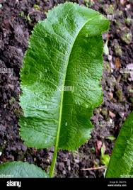 Attēlu rezultāti vaicājumam “Armoracia rusticana”