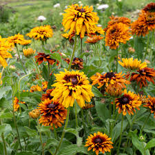 Image result for Rudbeckia
