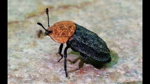 Attēlu rezultāti vaicājumam “Oiceoptoma thoracicum”