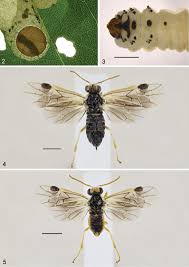 Attēlu rezultāti vaicājumam “Tischeria complanella larva”