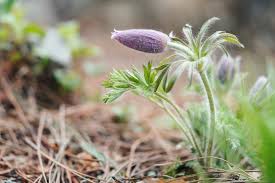 Attēlu rezultāti vaicājumam “Pulsatilla pratensis flower”