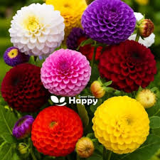 Image result for Dahlia x pinnata `Decorative Giants`