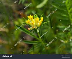 Attēlu rezultāti vaicājumam “Anthyllis vulneraria leaf”