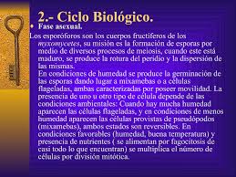 Attēlu rezultāti vaicājumam “myxomicetes”