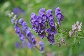 Attēlu rezultāti vaicājumam “Aconitum napellus leaf”