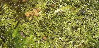 Attēlu rezultāti vaicājumam “Octospora splachnophila spores”