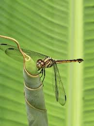 Attēlu rezultāti vaicājumam “Insecta”