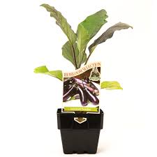 Afbeeldingsresultaat voor slim jim eggplant