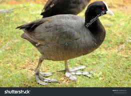 Attēlu rezultāti vaicājumam “Fulica atra”