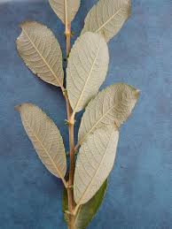 Attēlu rezultāti vaicājumam “Salix cinerea leaf”