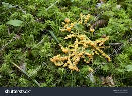 Attēlu rezultāti vaicājumam “Lignydium muscorum”