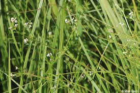 Attēlu rezultāti vaicājumam “Galium elongatum”