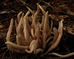 Attēlu rezultāti vaicājumam “Clavaria fumosa”