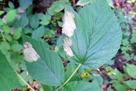 Attēlu rezultāti vaicājumam “Tischeriidae”