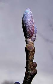 Attēlu rezultāti vaicājumam “Alnus glutinosa bud”