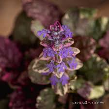 Attēlu rezultāti vaicājumam “Ajuga reptans”