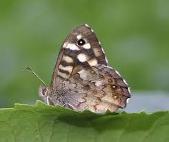 Attēlu rezultāti vaicājumam “Pararge aegeria underside”