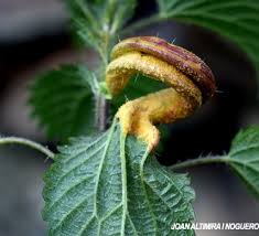 Attēlu rezultāti vaicājumam “Puccinia urticata”