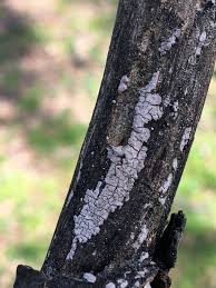 Attēlu rezultāti vaicājumam “Peniophora laurentii”